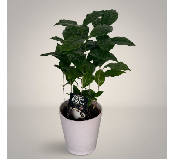 Saksıda Kahve Bitkisi